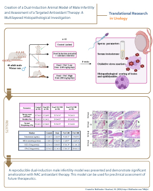 Creation of a Dual-Induction Animal Model of Male Infertility and Assessment of a Targeted Antioxidant